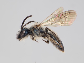 [Andrena nigrocaerulia male thumbnail]